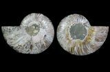 Cut & Polished Ammonite Fossil - Agatized #64967-1